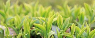 廣西西林京桂古道茶業(yè)公司怎么樣？是國企嗎？和廣西農(nóng)墾集團啥關系？